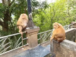 Wildlife Adventure Tours,