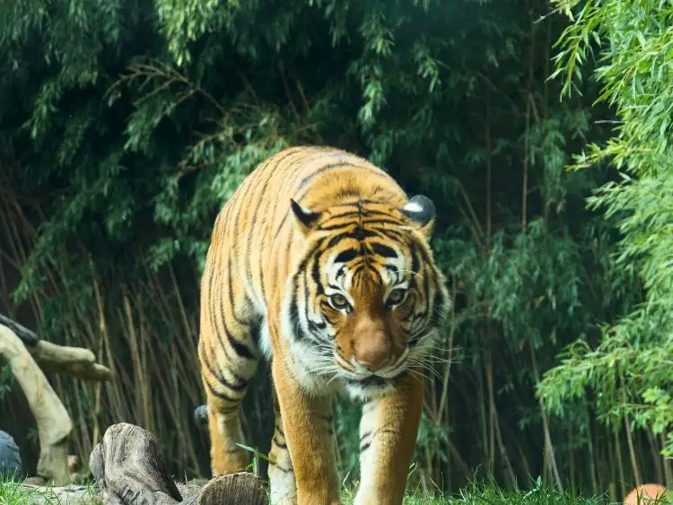 Sundarbans Wildlife Sanctuary