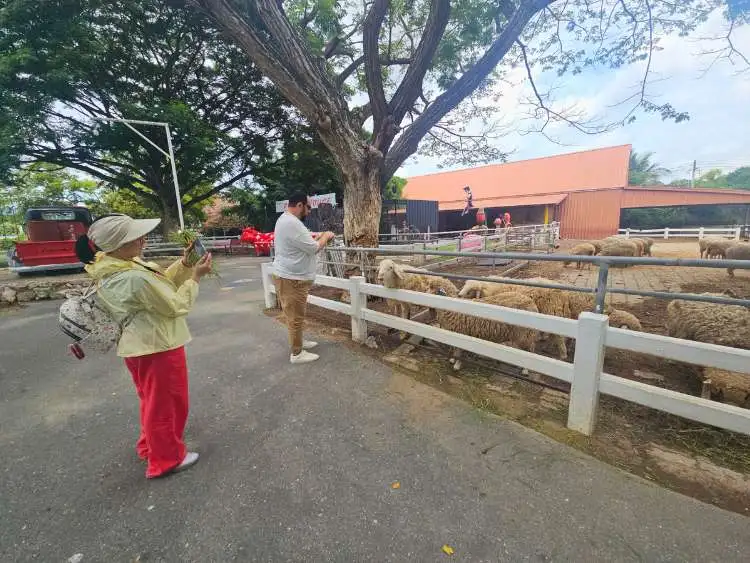 Swiss Sheep Farm